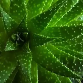 Aloes