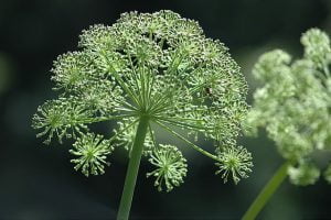 Arcydzięgiel litwor