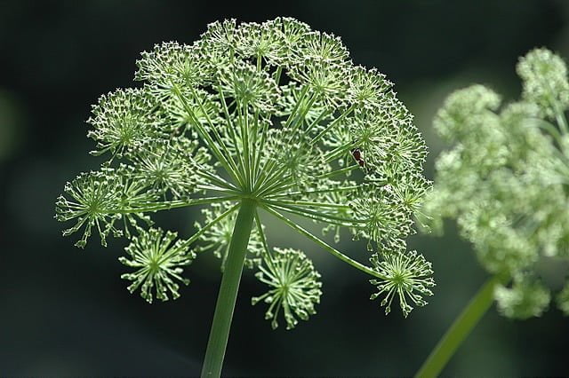 Arcydzięgiel litwor