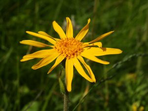 Arnika górska
