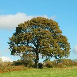 Dąb szypułkowy