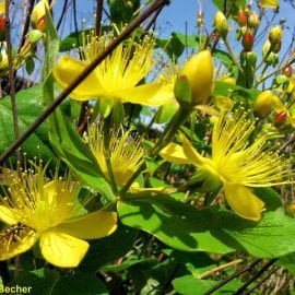 Dziurawiec zwyczajny