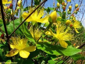 Dziurawiec zwyczajny