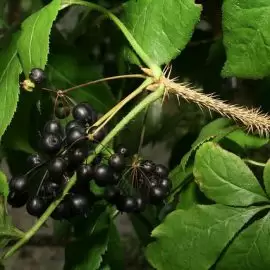 Eleuterokok kolczasty