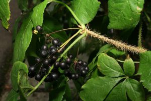 Eleuterokok kolczasty