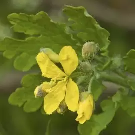 Glistnik jaskółcze ziele
