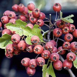 Głóg jednoszyjkowy