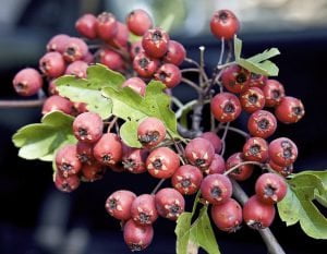 Głóg jednoszyjkowy