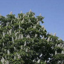 Kasztanowiec zwyczajny