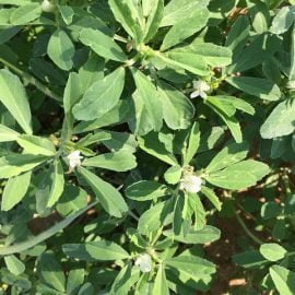 Kozieradka pospolita