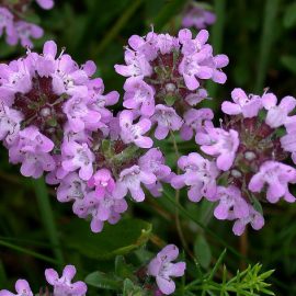 Macierzanka piaskowa