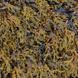 Morszczyn pęcherzykowaty