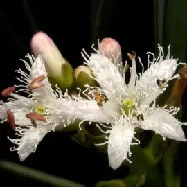 Bobrek trójlistkowy