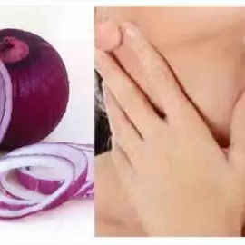 cebula