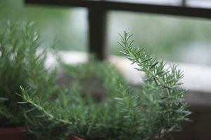 Rozmarynowa płukanka na wzrost włosów