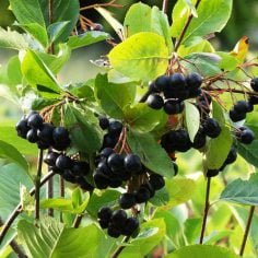 aronia