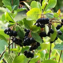 aronia
