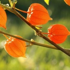 Żeń-szeń indyjski