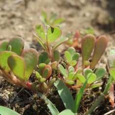 Portulaka pospolita