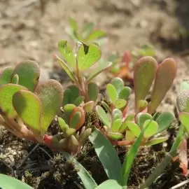 Portulaka pospolita