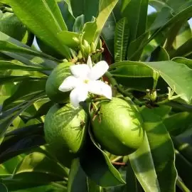 Domowe sposoby na cukrzycę