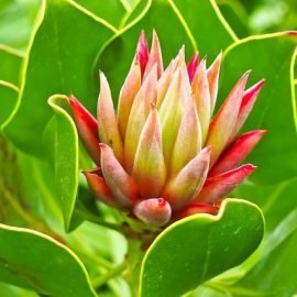 Domowy sposób na torbiele oraz cysty