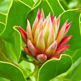 Domowy sposób na torbiele oraz cysty