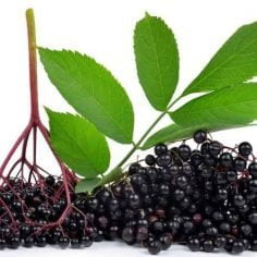 Czarny bez
