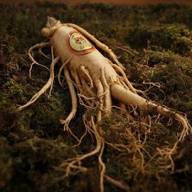 amerykański żeń-szeń