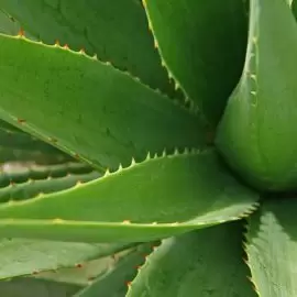 Aloes
