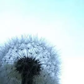 alergia krzyżowa