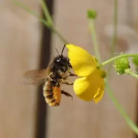 alergia na jad owadów