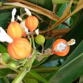 alpinia lekarska