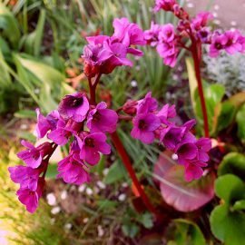 bergenia grubolistna