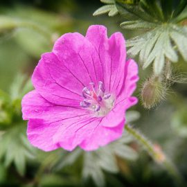 bodziszek korzeniasty