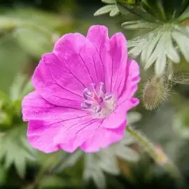 bodziszek korzeniasty