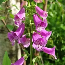 naparstnica purpurowa