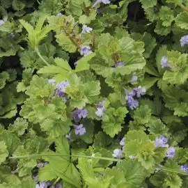 bluszczyk kurdybanek