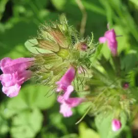 czyścica storzyszek