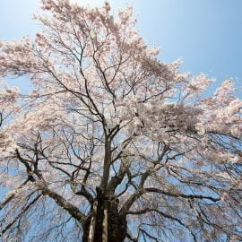 dysplazja Lewandowsky'ego-Lutza