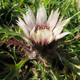 dziewięćsił bezłodygowy