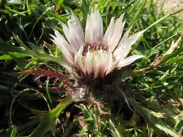 dziewięćsił bezłodygowy