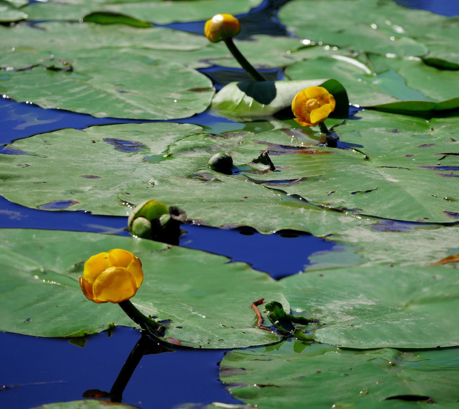 Какие растения в воде. Кубышка (Nuphar). Кубышка желтая водяная Лилия. Кувшинка кубышка. Кубышка желтая (Nuphar lutea).