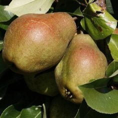 grusza pospolita