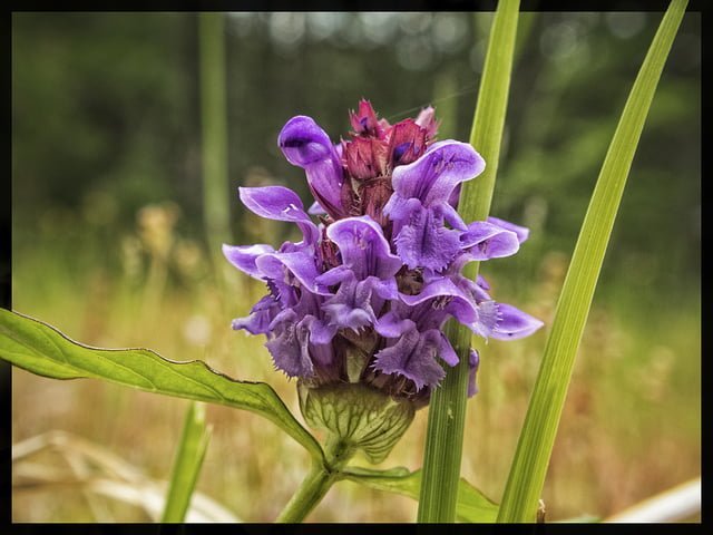 Głowienka pospolita