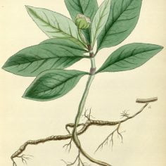 ipekakuana