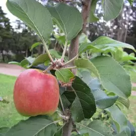 jabłoń domowa