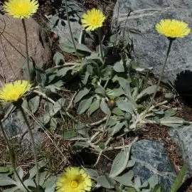 jastrzębiec kosmaczek