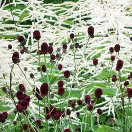 Krwiściąg lekarski