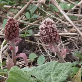 lepiężnik różowy